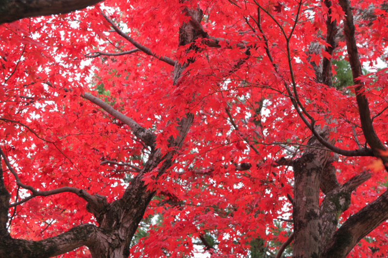 Wakayama En Vue! - KYOTO - feuilles koyo 1.jpg